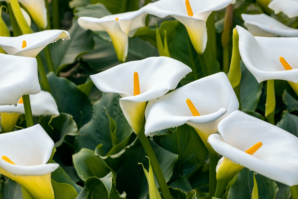 Zantedeschia aethiopica, commonly known as calla lily and arum lily. Close up on inflorescence and spathe of this plant.
