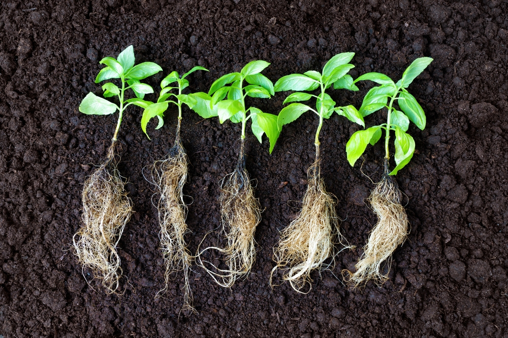 Close-up of young basil plant shoots showcasing their dense root systems, neatly arranged in a row on freshly tilled soil. Gardening and agriculture related concept.
