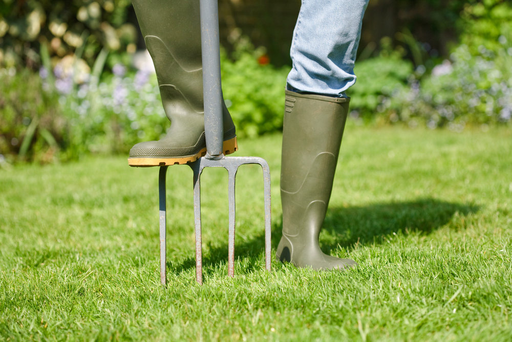 Digging fork to Aerate the lawn