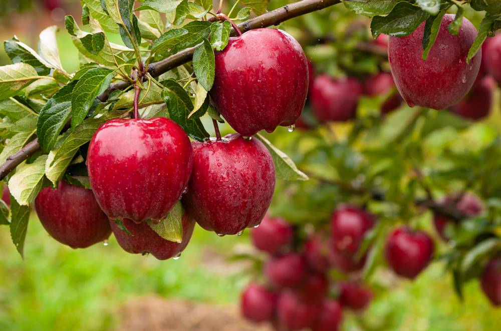 Exploring Red Apple Types A Gardener s Guide Exploring Red Apple Types A Gardener s Guide