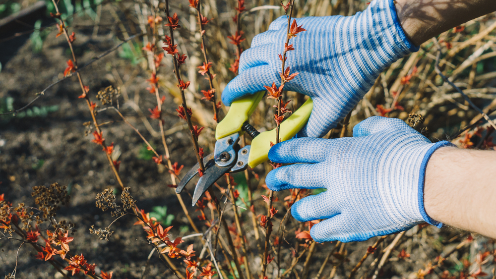 Spring work in the garden. Gardener cuts dry branches of tree, selective focus. Pruning bushes. Close up hand of person holding scissors, secateur and cutting branches. Garden work in village.