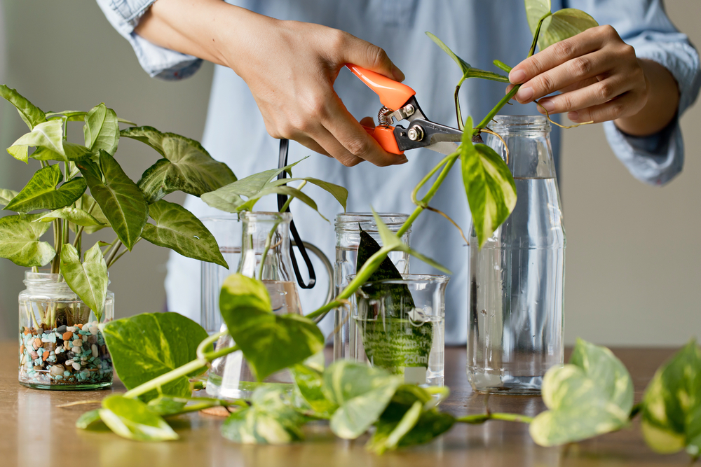 Woman cutting pathos plants for Water propagation. Water propagation for indoor plants