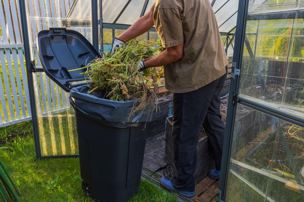 Man disposing of collected plants in trash, preparing greenhouse for winter season.