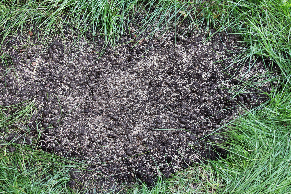 Repairing lawn bare patch with sown lawn grass seeds in the summer garden