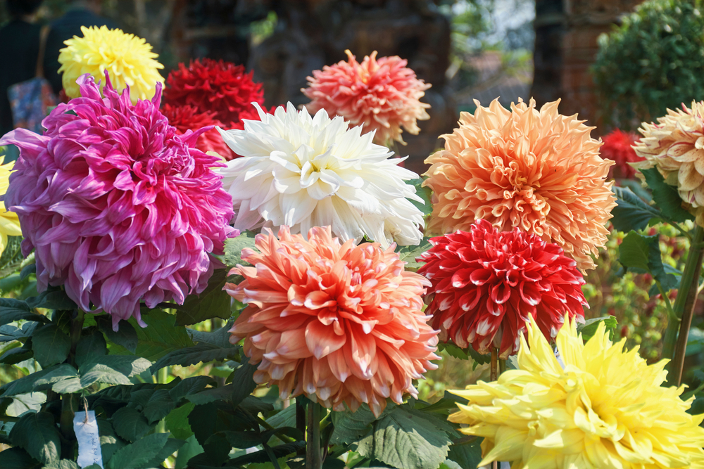 Bouquet of vibrant dahlia flowers in a flower-show exhibition in Kolkata