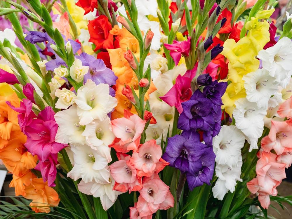 Colourful spikes of Gladioli flowers