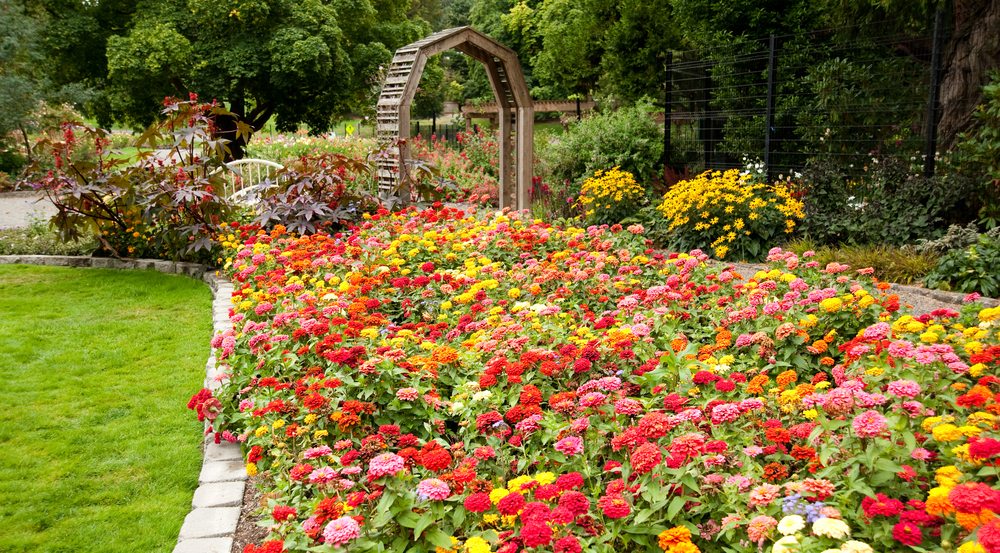 Dahlias Beautiful Flower Bed