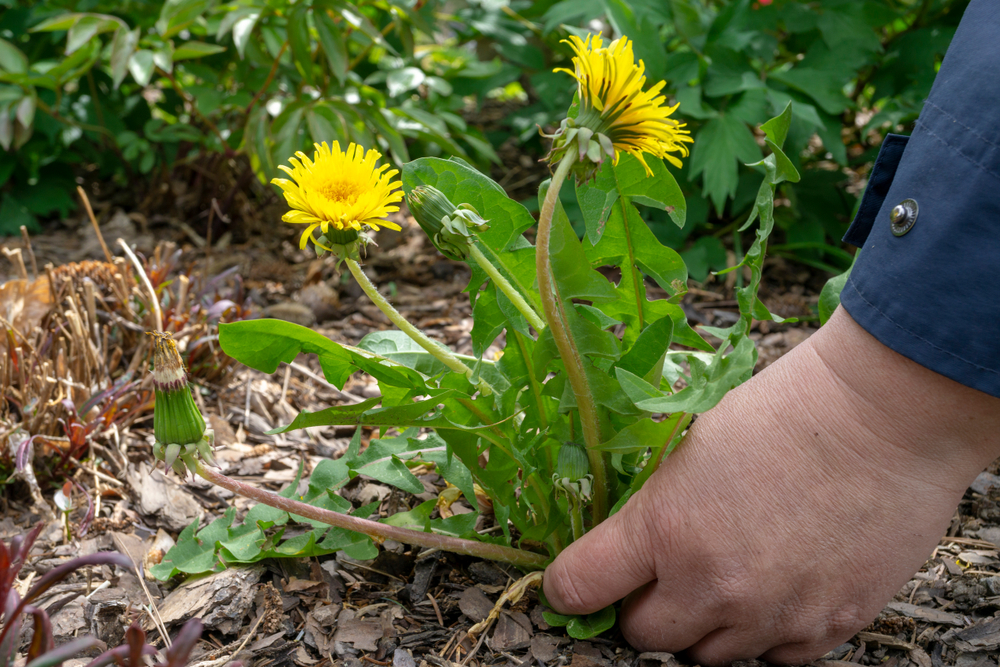 Female Hands Pull Out Weeds From Ground Garden. Weeding Weeds. Struggle Weeds Close Up.
