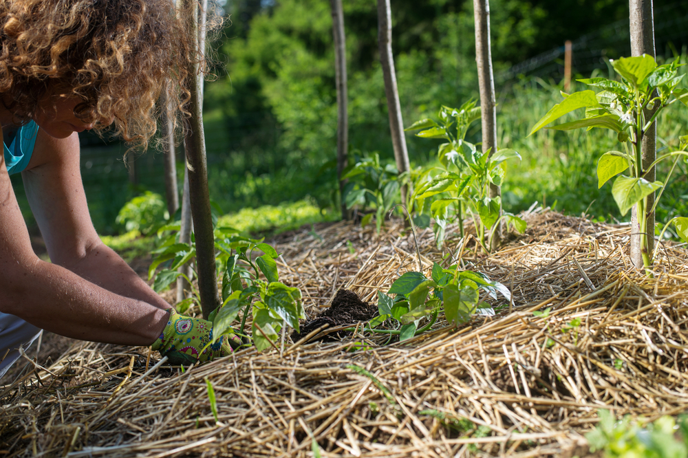 Covering young capsicum plants with straw mulch to protect from drying out quickly ant to control weed in the garden. Planting, using mulch for weed control, water retention.
