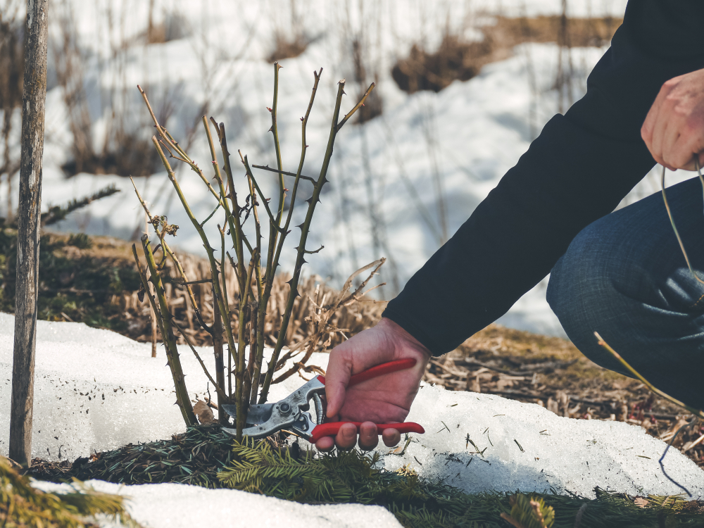 gardener cutting back shoots and branches on a rose shrub to remove any dead or diseased growth and shape the plant