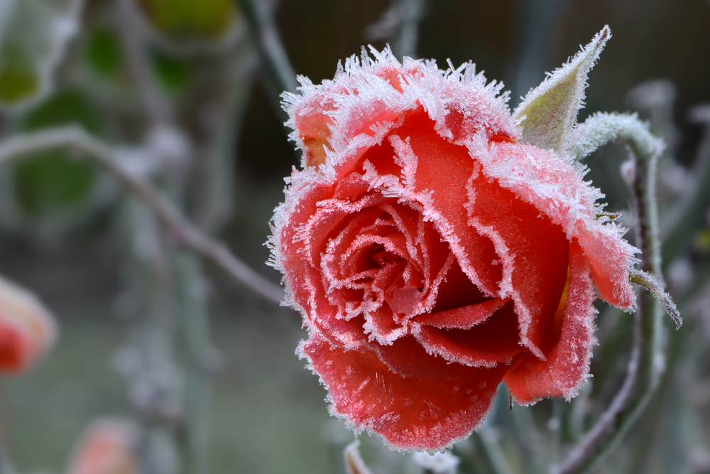 Rose blossom in autumn after a night frost