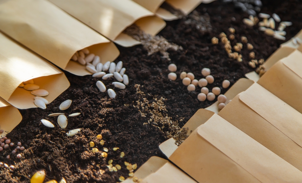 Seeds in bags on the soil. Selective focus. Nature