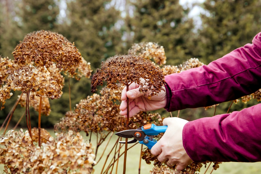 Person cut old hydrangeas flowers down before the Winter. Autumn home gardening work concept.