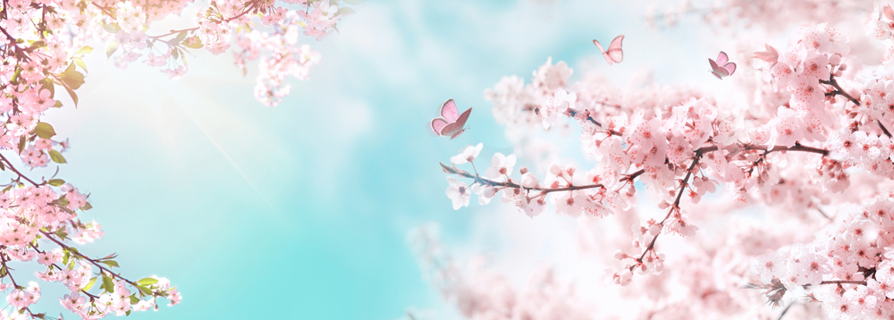 Spring banner, branches of blossoming cherry against background of blue sky and butterflies on nature outdoors. Pink sakura flowers, dreamy romantic image spring, landscape panorama, copy space.