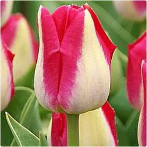 Alectric Triumph Tulip