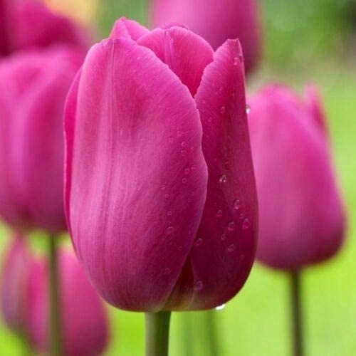 Barcelona Triumph Tulip