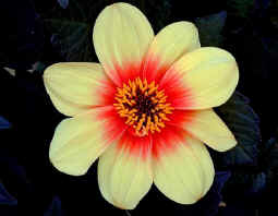 The name Dahlia Moonfire is very descriptive of the flower
