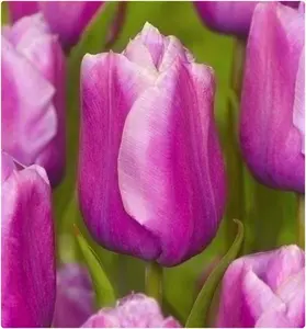 Holland Beauty Triumph Tulipa Tulip