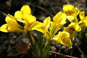 Iris danfordiae - yellow flowers on dwarf Iris