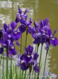 Iris sibirica Caesar's Brother - Siberian Iris