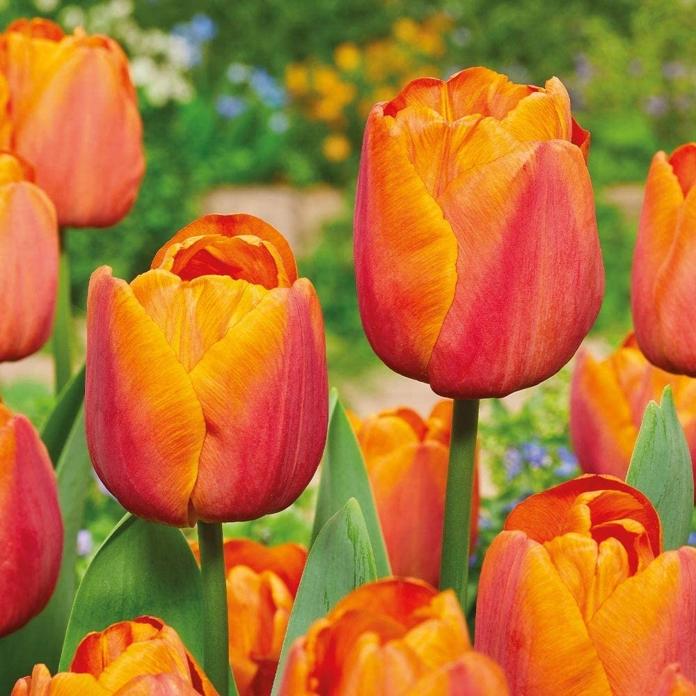 Jimmy Triumph Tulipa Tulip
