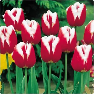 Leen Van Der Mark Tulipa Triumph Tulip