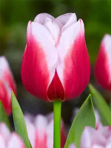 Leo Visser Triumph Tulip Bulbs