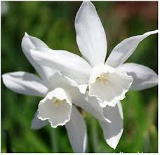 Narcissus Thalia - Favourite dwarf daffodil