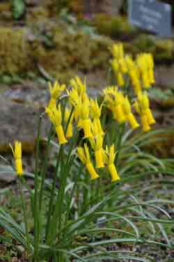 Dwarf Daffodil - Narcissus cyclamineus