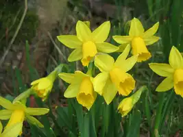 Narcissus Tete a Tete - Favourite dwarf daffodil