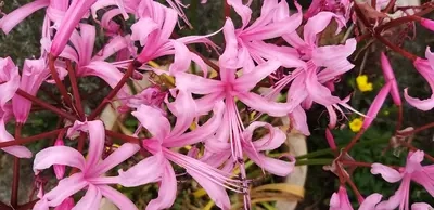 Nerines - Bright Pink