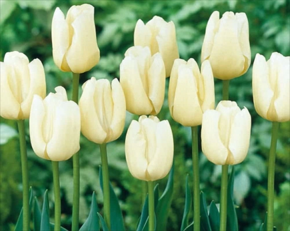 Pays Bas Tulipa Triumph Tulip