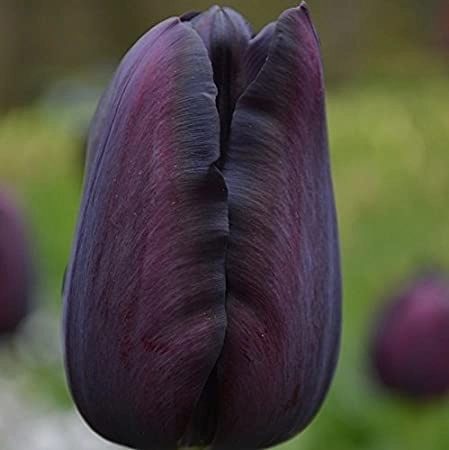 Queen of The Night