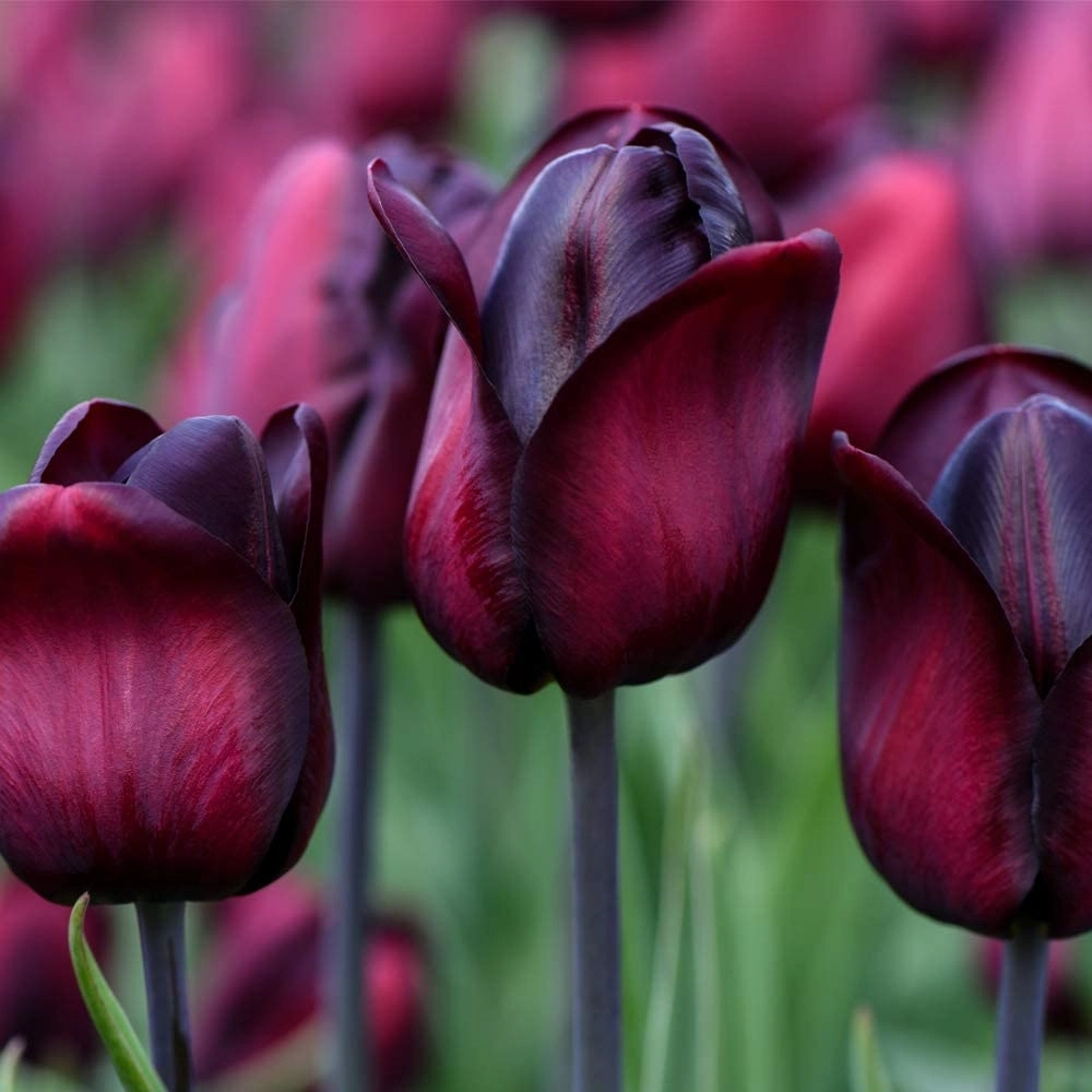 Ronaldo Tulipa Triumph Tulip