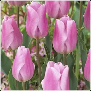 Synaeda Amor Triumph Tulipa Tulip