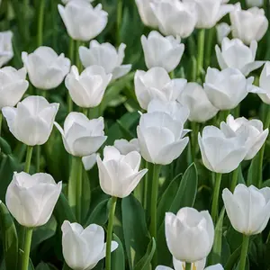 Triumph White Tulips