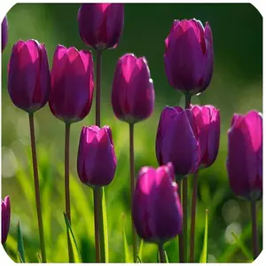 Purple Flag Triumph Tulip