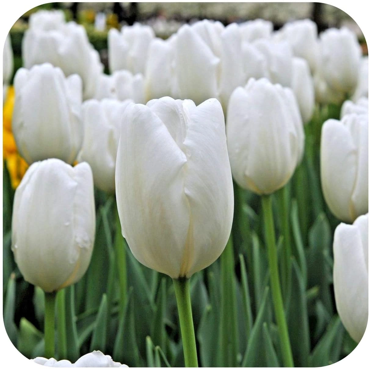 White Dream