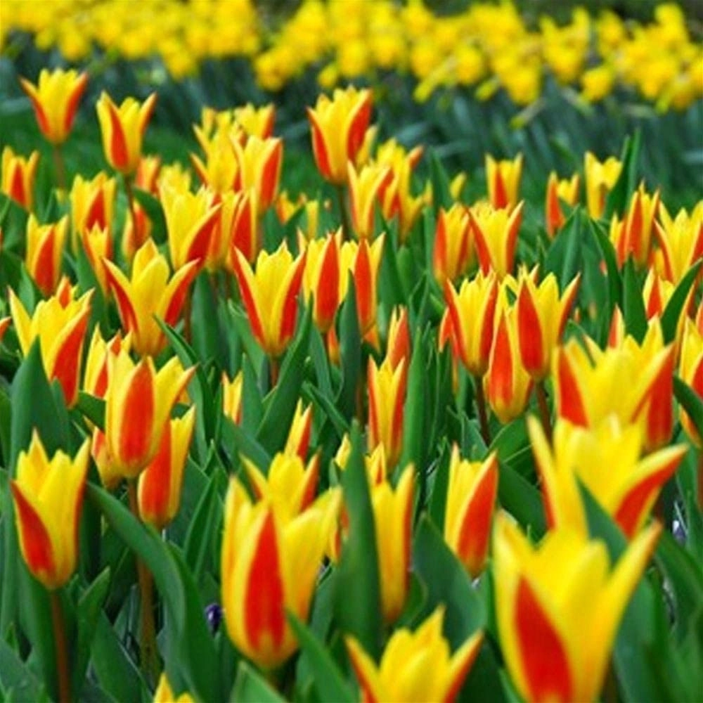 Tulipa Tarda