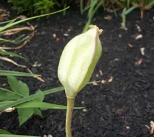 Tulip seed pod