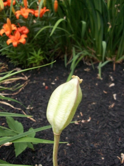 Tulip seed pod