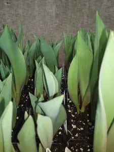 sprouting tulips