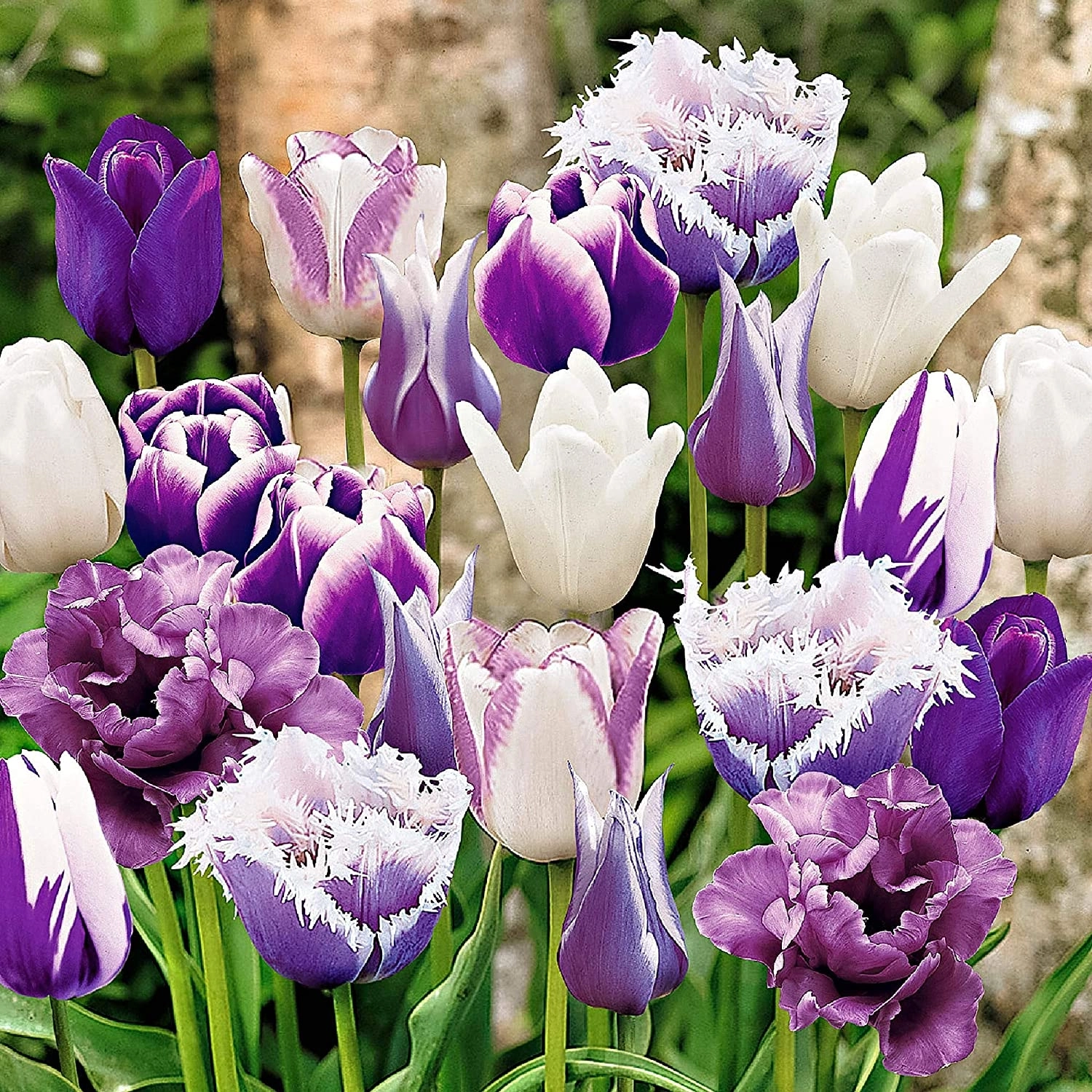 Paradise Tulipa Triumph Tulip