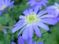 Anemone-blanda-blue flowers