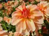 Orange dahlia flowers
