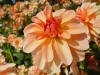 Orange dahlia flowers