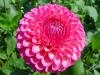 Shocking Pink pom pom Dahlia flowers