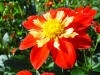 Bi color dahlia flowers orange with yellow centres