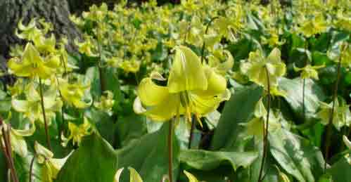 Erythronium golden flowers