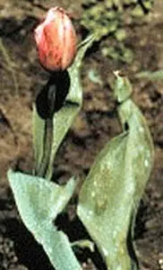 Early Signs of Tulip Fire 
